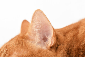 Ginger cat ear closeup. Tabby cat relaxing at home.