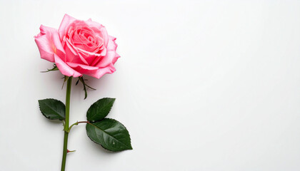 Fototapeta premium a single flower is displayed against a plain, light backdrop. the flower features a vibrant pink bloom with many delicate petals