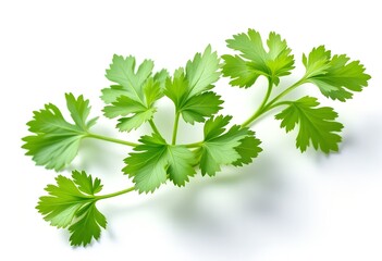 Fresh cilantro leaves on a white background with soft shadow