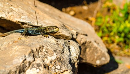 Obraz premium Lizard on rocks in sunlight