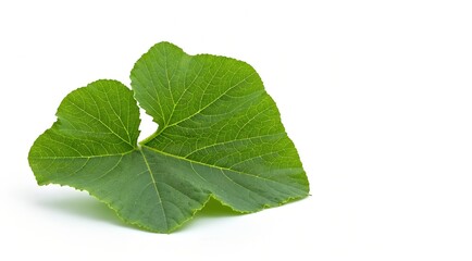 Obraz premium Close-up of two vibrant green leaves with visible veins on a white background.