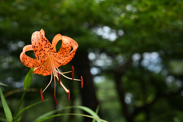 夏の花　コオニユリの花