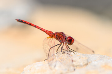 Close-Up of Red Dragonfly Perched on Rock Cyprus