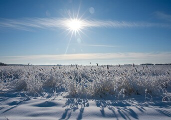 winter landscape with snow covered trees