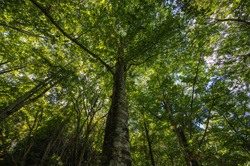 白神山地の木漏れ日が差す森の中で見上げるブナの木