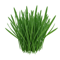 Pristine emerald-green grass blades with glistening dew drops, meticulously arranged on a clean transparent studio background, high-key macro 45-degree view. Concept of natural freshness and purity