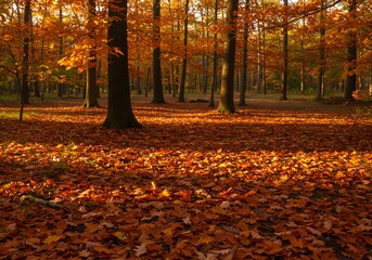 autumn in the forest