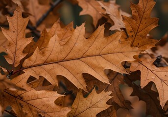 Yellow leaves fall on the ground
