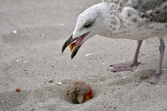seagull eating a red peach on the beach