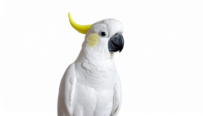 Cockatoo bird with white feathers yellow crest curved beak exotic tropical parrot isolated on white background
