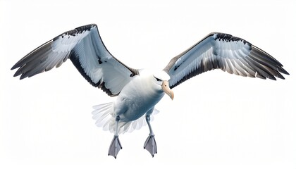 Fototapeta premium Albatross bird with massive wingspan white feathers hooked beak ocean flying seabird isolated on white background 