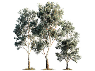 Tall eucalyptus trees with textured bark and dense foliage green, Isolated On Png Transparent Background
