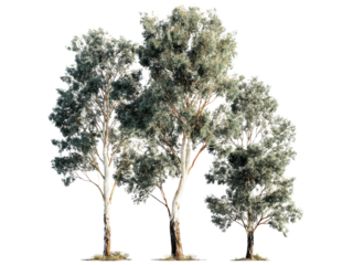 Tall eucalyptus trees with textured bark and dense foliage green, Isolated On Png Transparent Background