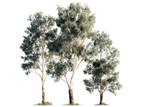 Tall eucalyptus trees with textured bark and dense foliage green, Isolated On Png Transparent Background
