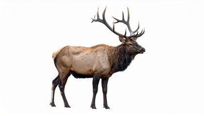 Elk with large branching antlers muscular frame brown fur wild deer animal isolated on white background
