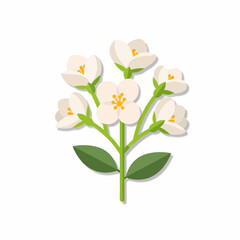 Illustration of a delicate jasmine flower branch with white blossoms and green leaves on a white background.