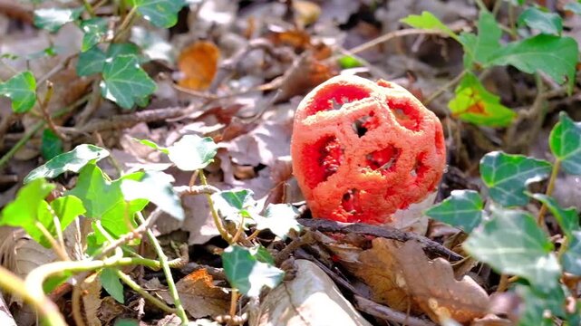 Mushroom in the forest, Clathrus ruber 