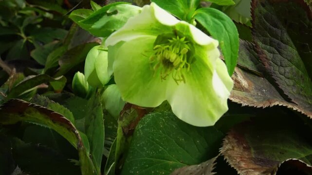 Flowering of the Eastern hellebore (Helleborus orientalis) in early spring