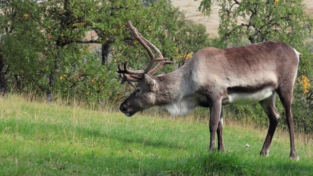 Reindeer close-up grazing green grass in Sweden. Rangifer tarandus with antlers. September autumn fall afternoon sunlight, green birch trees, real time. In Storulv&aring;n valley, J&auml;mtland.