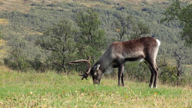 Reindeer grazing grass in Sweden. Rangifer tarandus with antlers. September autumn fall afternoon light, green birch trees, mountains in the distance, real time. In J&auml;mtland, Sami herding area.