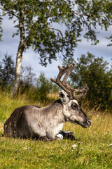 Reindeer close-up antlers lying resting grass birch trees sunshine mountains Storulvån Sweden