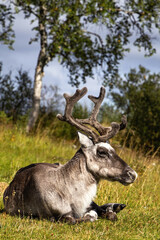 Reindeer close-up with antlers lying on the ground, resting by birch trees in Sweden.