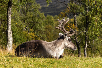 Reindeer lying on the ground, resting in scenic birch trees mountain landscape in Sweden.