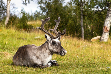 Reindeer with antlers resting in autumnal birch trees landscape in Sweden, Storulvån, Jämtland county.