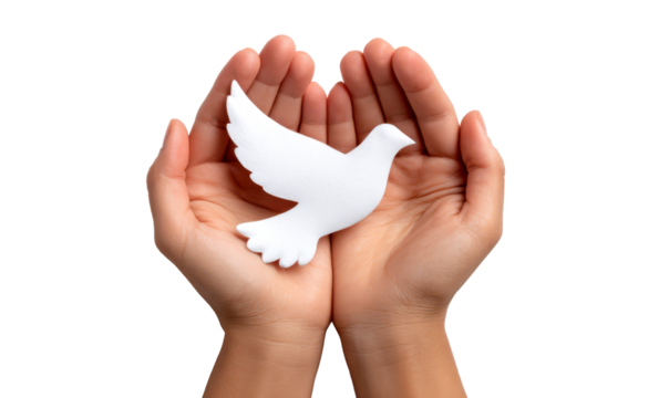 Hands Holding White Dove Symbolizing Peace and Hope Isolated Isolate on Transparent Background, cutout, png