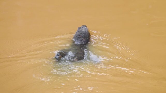 A water monitor lizard subspecies Varanus salvator macromaculatus in the murky waters of the Papar River. Borneo Island