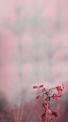 Autumn trend Cranberry. Cranberry color. Autumn style. Autumn background. Vertical. 16x9