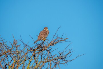 kestrel a bird of prey species belonging to the kestrel group of the falcon family perched in a tree with blue sky in the background
