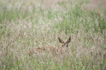 pretty roe deer hiding amongst the grasses in the countryside