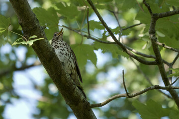 song thrush perched in a tree singing with sky and leaves in the background