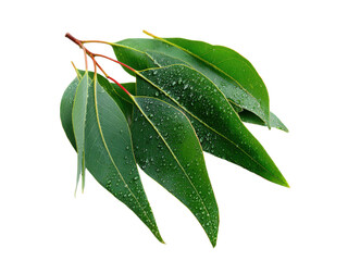 Green eucalyptus leaves with water droplets image, Isolated On Png Transparent Background
