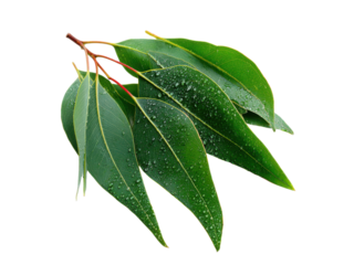 Green eucalyptus leaves with water droplets image, Isolated On Png Transparent Background