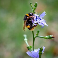 The Invisible Art of Pollination: Macro Details of Bombus spp. and Wild Flora