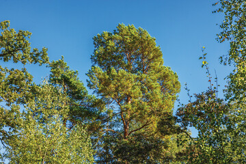 Beautiful view of tall pine tree and birch branches on background of clear blue autumn sky. Sweden.