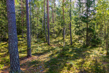 Fototapety na wymiar - Fototapeta24.pl