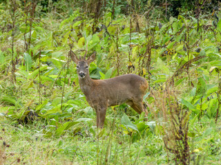 close up portrait of pretty roe deer  in the countryside