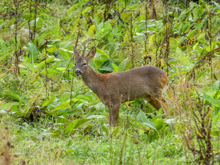 close up portrait of pretty roe deer  in the countryside