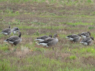 greylag geese a large goose native to the United Kingdom and Europe