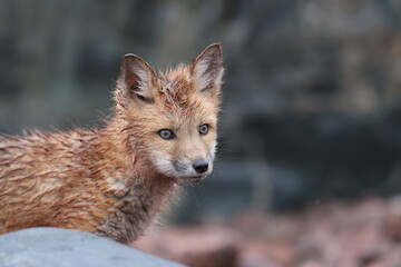 Red Fox