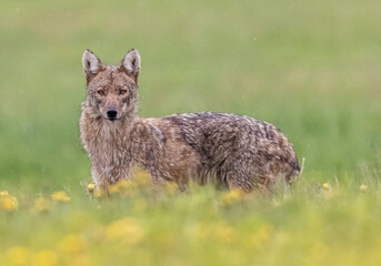 Eastern Coyote