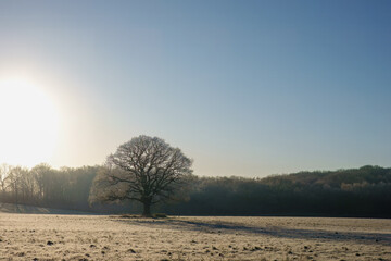 old oak tree on a cold frosty day in the River Hamble Country Park Hampshire England