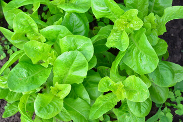 Fresh Green Lettuce Closeup of Vibrant Leaves organic farm