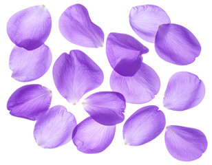 Elegant Purple Petals Floating with Romantic Atmosphere