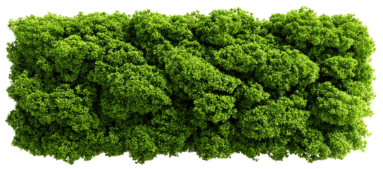 Dense green foliage, aerial view