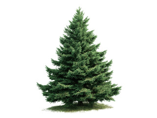 Fototapeta premium Verdant evergreen pine tree with dense foliage and grassy base coniferous, Isolated On Png Transparent Background