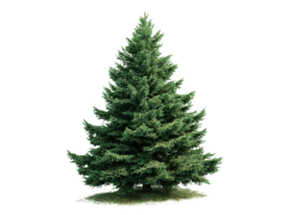 Verdant evergreen pine tree with dense foliage and grassy base coniferous, Isolated On Png Transparent Background